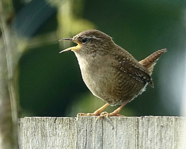 wren